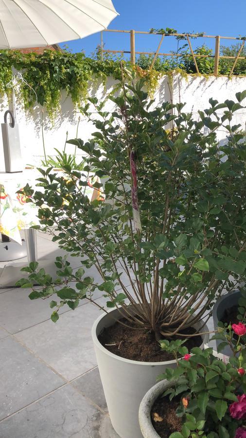 אוסטנדה Guesthouse Poppies , Free Parking מראה חיצוני תמונה